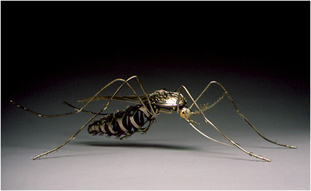 Northern House Mosquito by Elizabeth Goluch